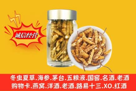 凉山州昭觉回收散虫草